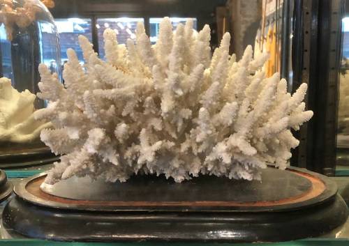 coral
